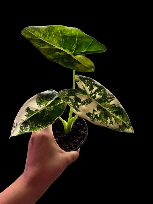 Alocasia Frydek Variegated