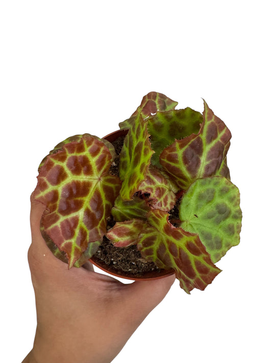 Begonia Rajah