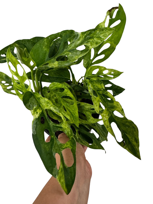 Monstera Adasonii Mint Variegated