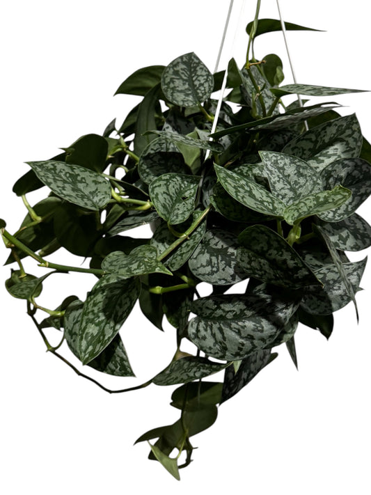 Scindapsus Silver Lady