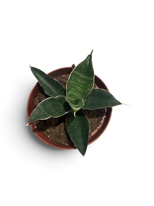 Sansevieria Forskaliana