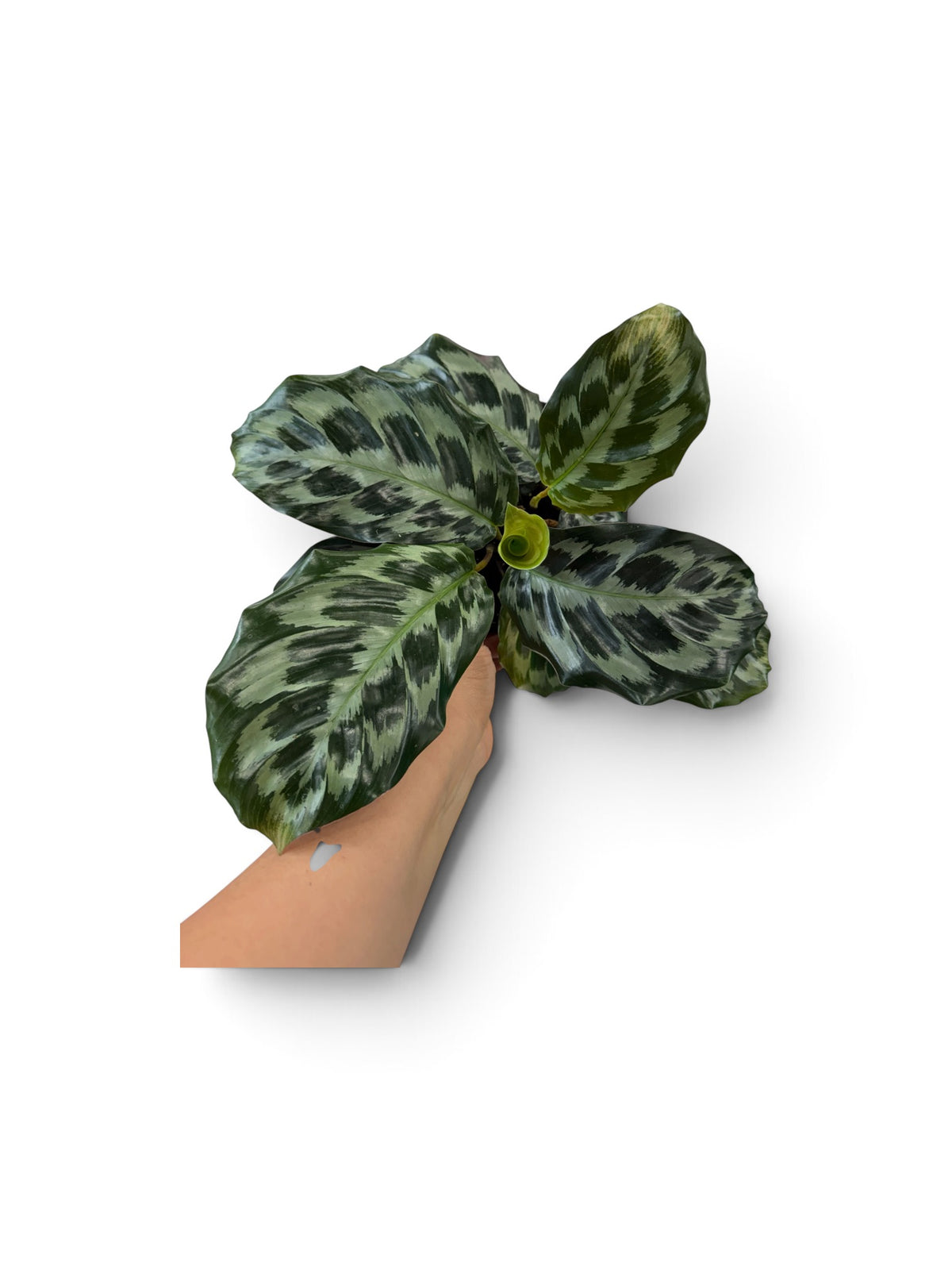 Calathea Helen Kennedy