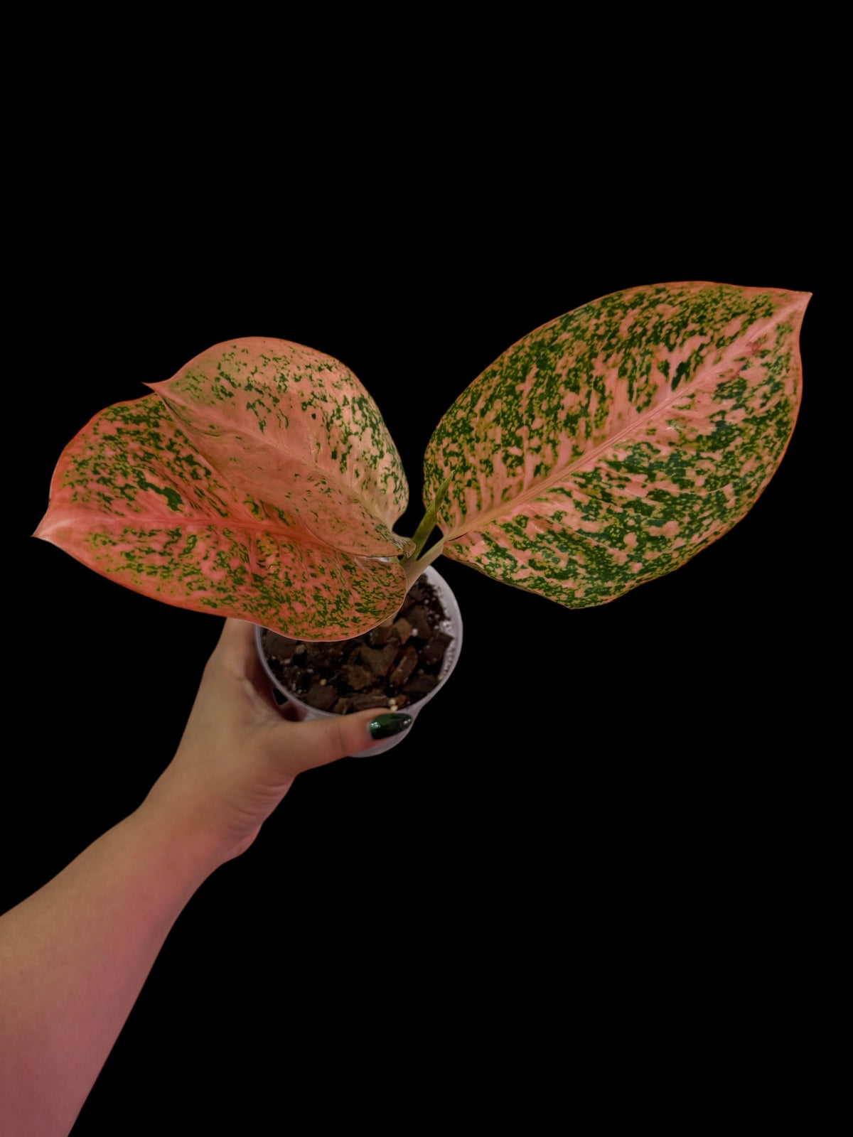Aglaonema Orange stardust