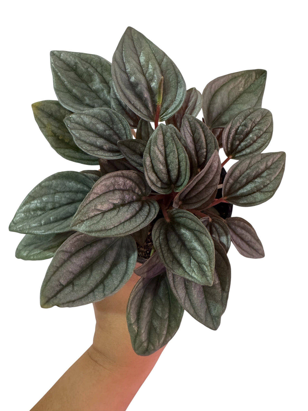 Peperomia Santorini