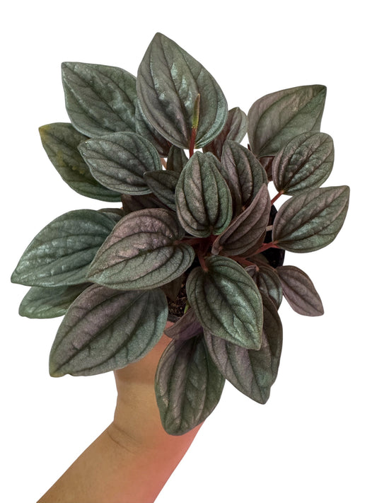 Peperomia Santorini