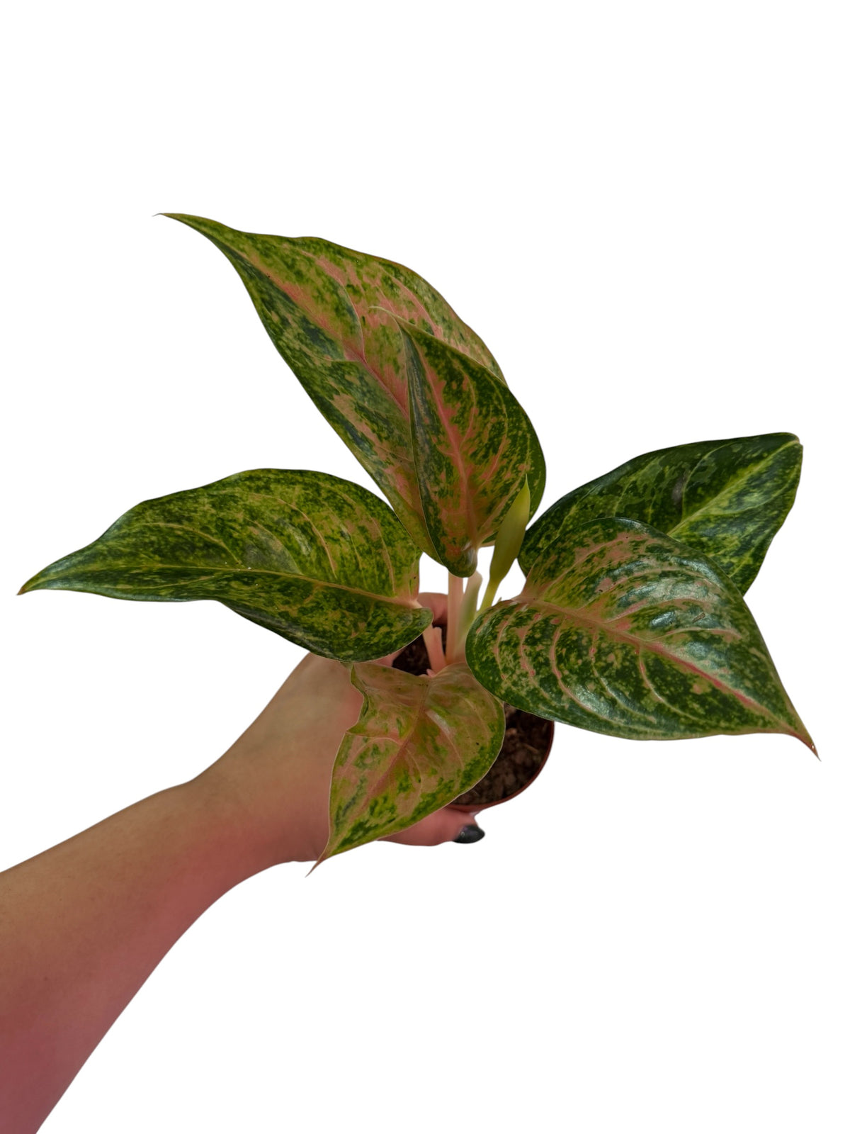 Aglaonema Prakaiphet
