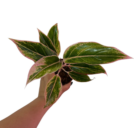 Aglaonema Ploy Chompoo