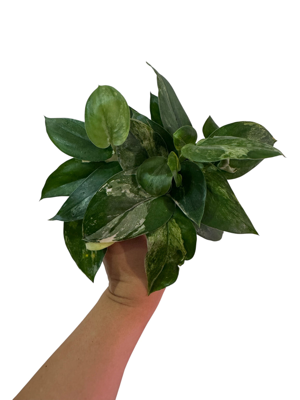 Scindapsus Jade Satin Variegated