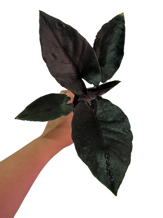 Alocasia Chienlii (Antoro Velvet)