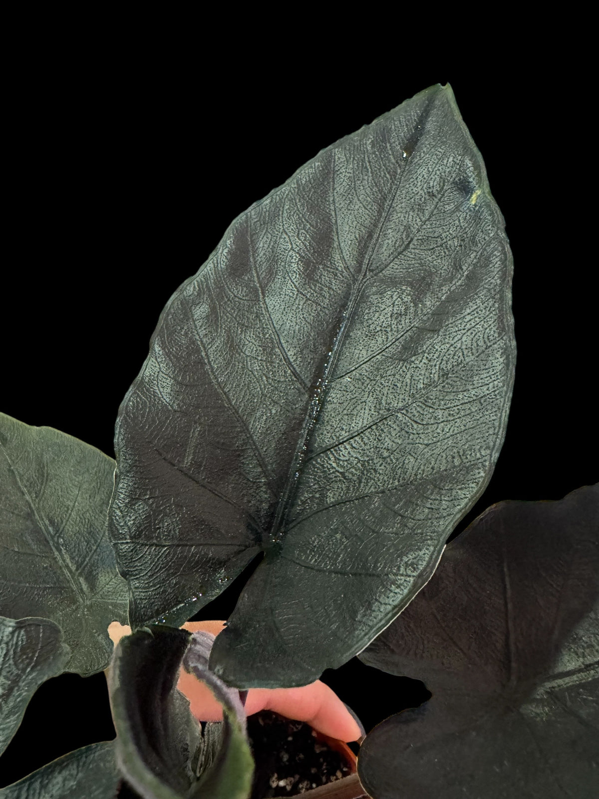 Alocasia Chienlii (Antoro Velvet)