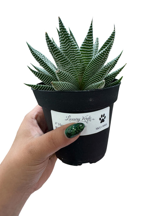 Haworthia Miami