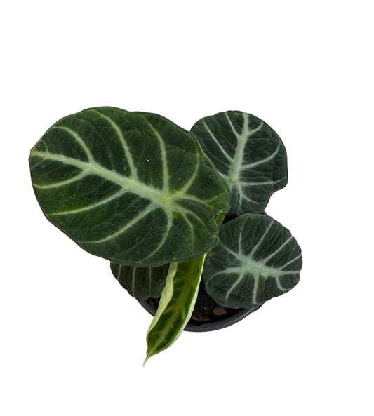 Alocasia Ninja