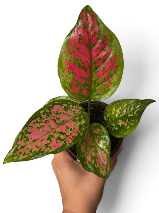 Aglaonema Kumkoon