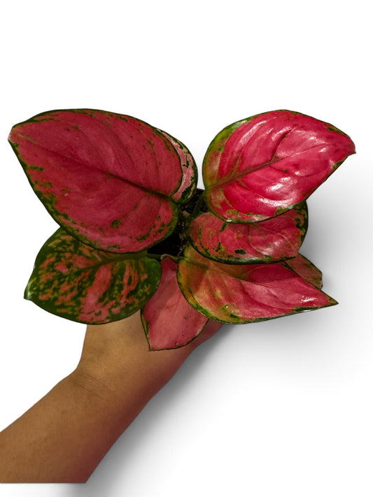 Aglaonema Super Pink
