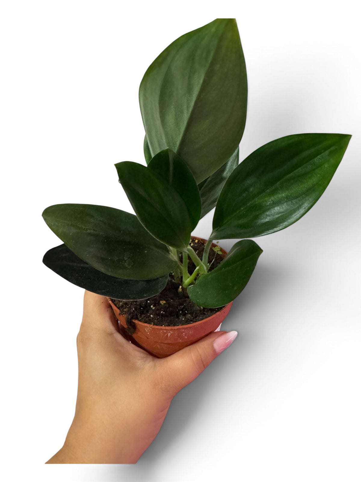 Scindapsus 'Treubii Dark Form'