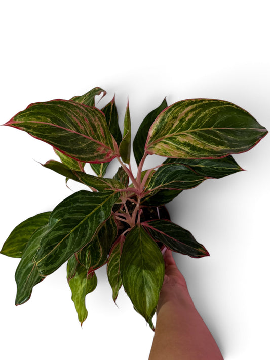 Aglaonema Moonstone Miles