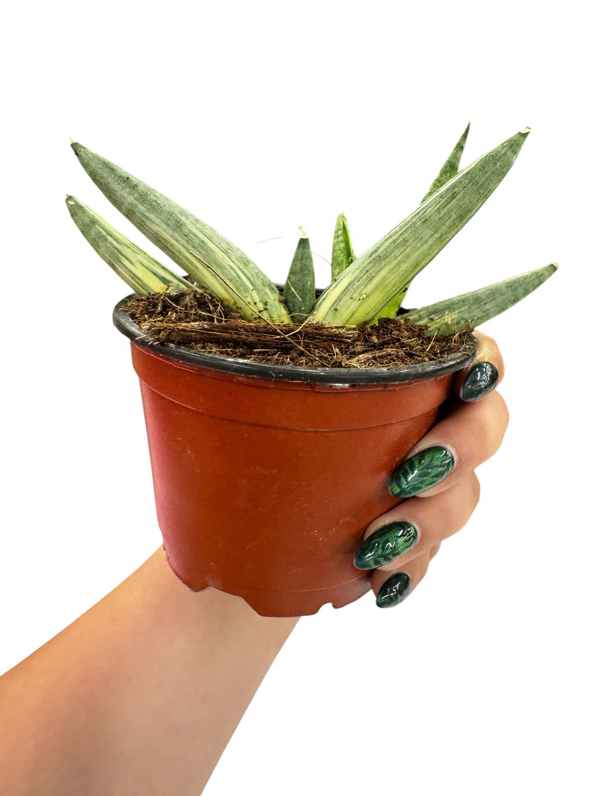 4" Sansevieria Boncellensis Variegated