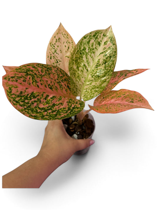 Aglaonema Orange stardust