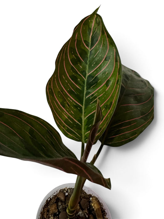 Aglaonema Red Army